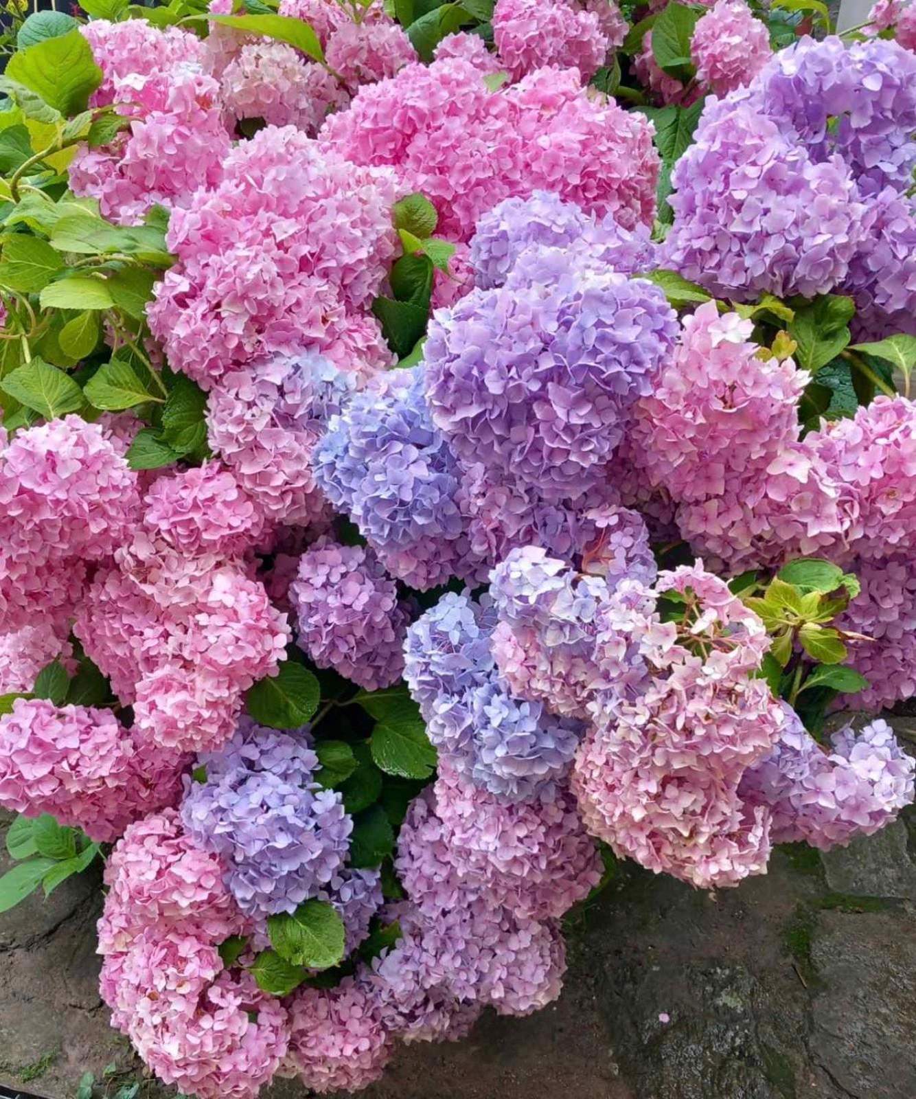 Rohonci Vendégház Kőszeg Esterno foto