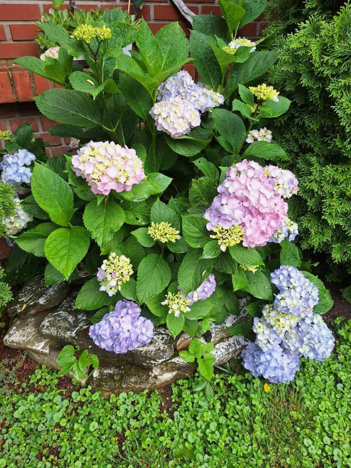 Rohonci Vendégház Kőszeg Esterno foto